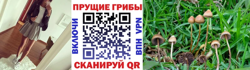 Псилоцибиновые грибы Psilocybe  Кумертау 